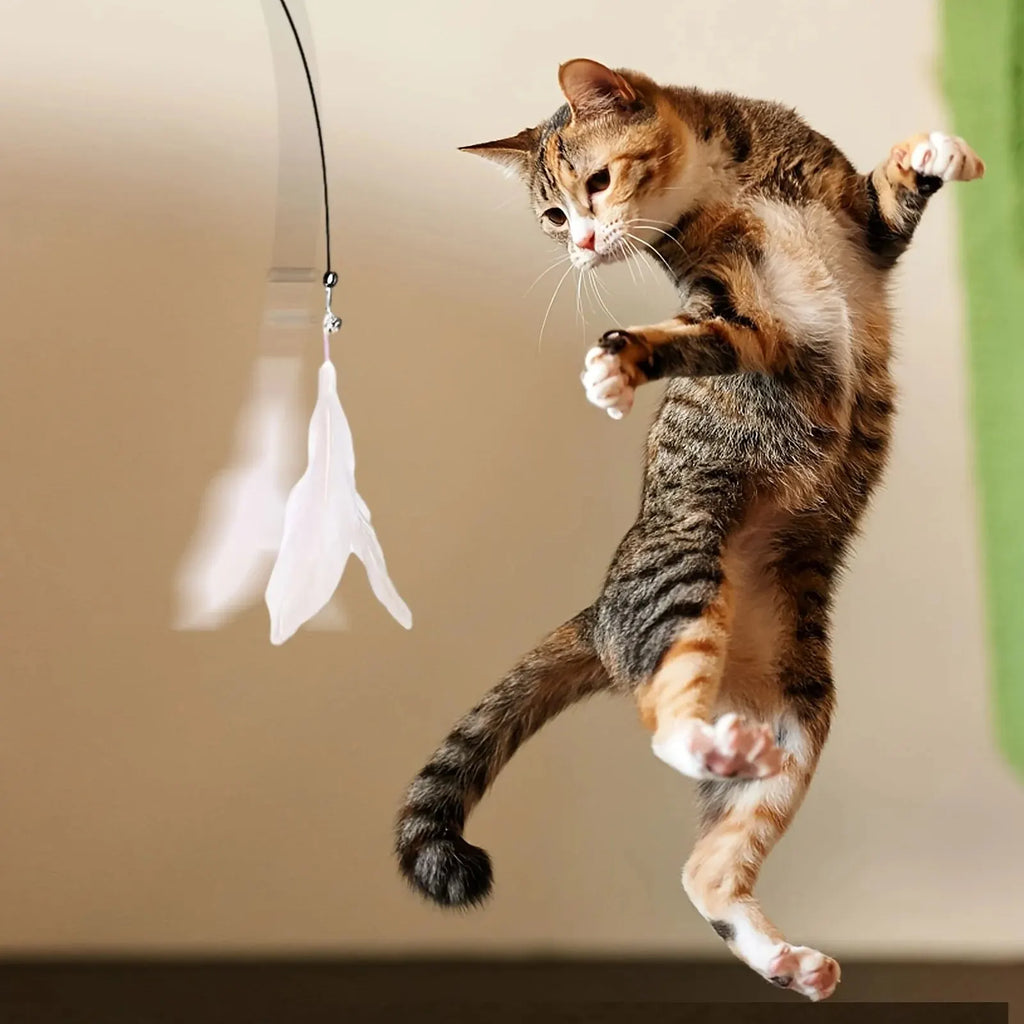 Chat jouant seul avec la canne à pêche à ventouse