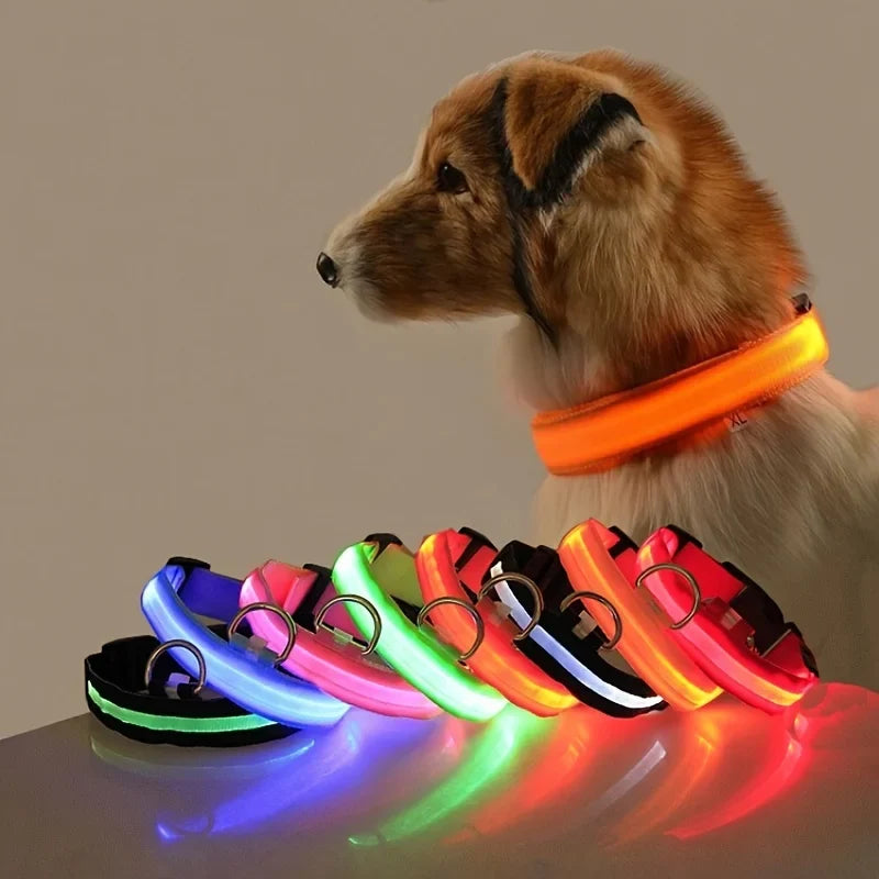 Laisse LED lumineuse pour chien - sécurité nocturne