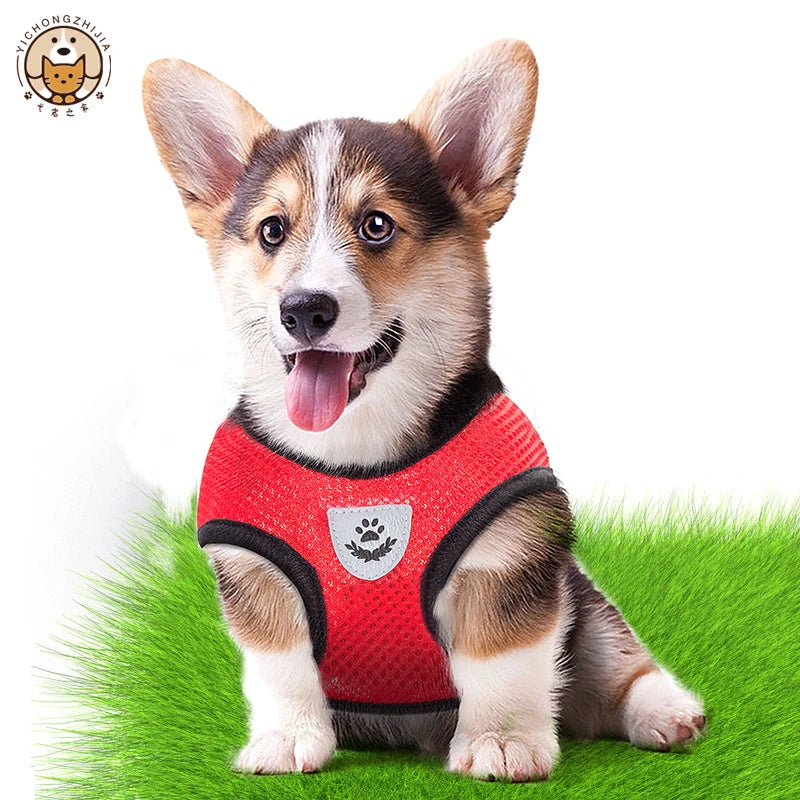 Harnais gilet ajustable avec laisse pour petit chien