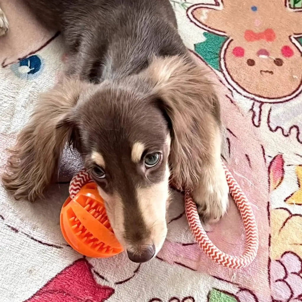 Balle interactive en corde de coton pour chien
