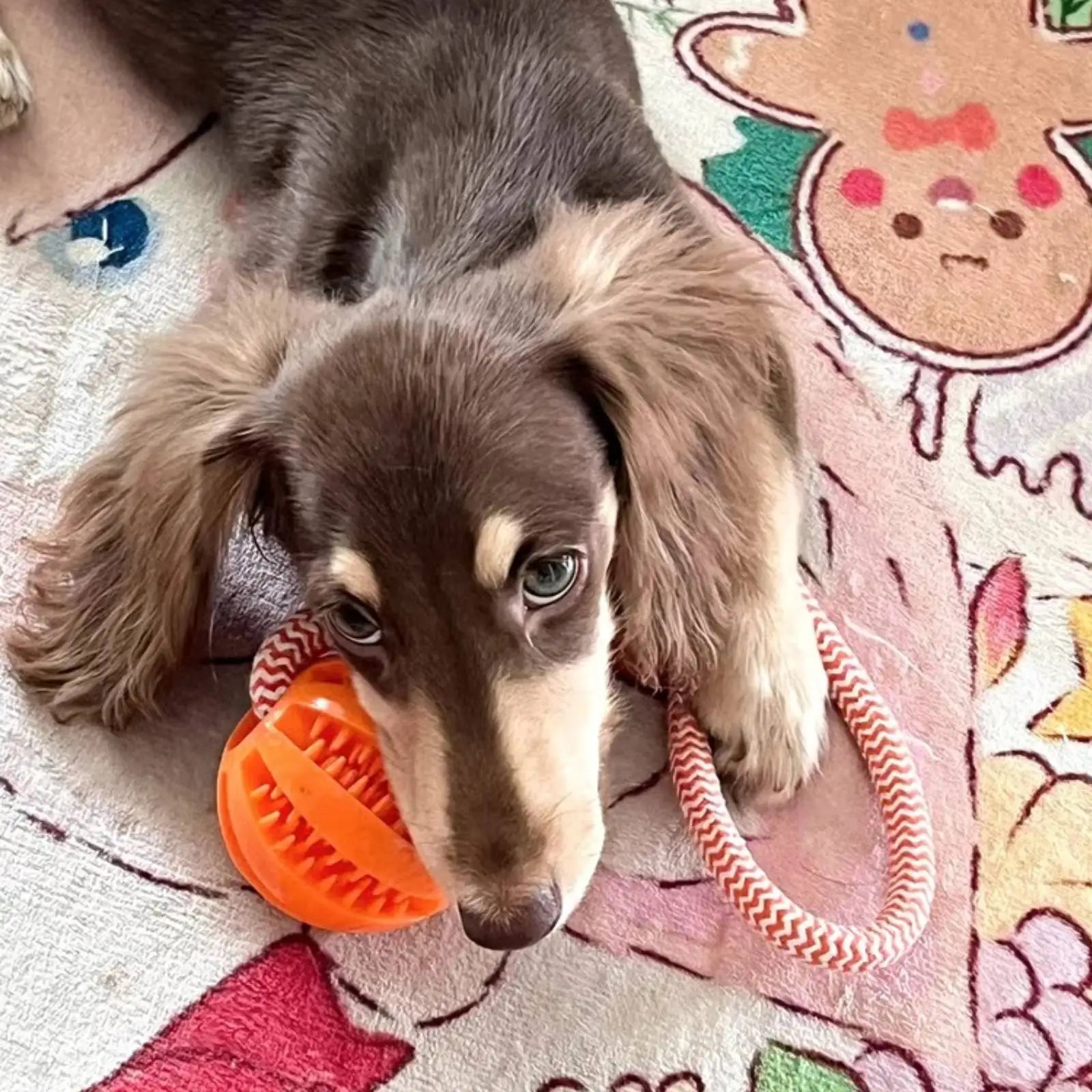 Balle interactive en corde de coton pour chien